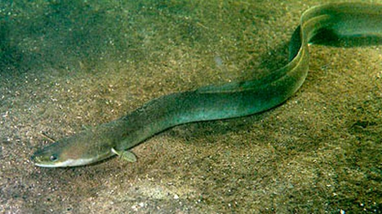 Schoon water in het Paterswoldsemeer gaat ten koste van vismigratie: ‘Een groot risico voor&nbsp;vissen’